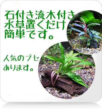 流木付き水草