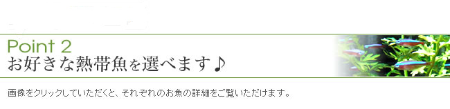 Point2　お好きな熱帯魚を選べます♪