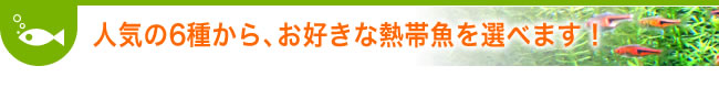 ６種類からお好きな熱帯魚を選べます