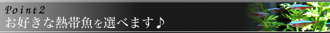 Point2　お好きな熱帯魚を選べます♪