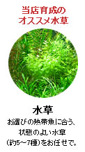水草：お選びの熱帯魚に合う、状態のよい水草（約5～7種）をお任せで。