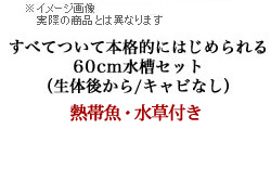 すべてついて‘本格的’にはじめられる60cm水槽セット （生体後から/キャビなし）