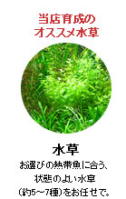 水草：お選びの熱帯魚に合う、状態のよい水草（約5～7種）をお任せで。