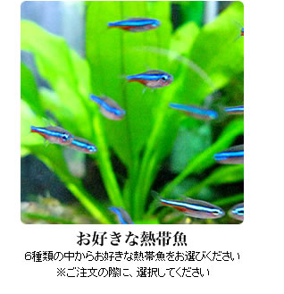 お好きな熱帯魚：6種類の中からお好きな熱帯魚をお選びください。※ご注文の際に、選択してください。