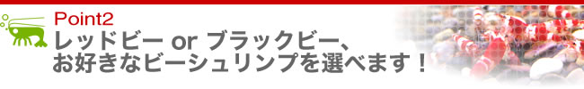 Point２　レッドビーorブラックビー、お好きなビーシュリンプを選べます！