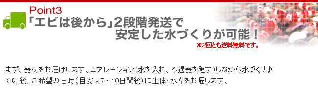 Point3 「エビは後から」２段階発送で安定した水づくりが可能！※２回とも送料無料です。