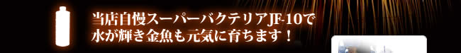 当店自慢のスーパーバクテリアJF-10で水が輝き金魚も元気に育ちます！