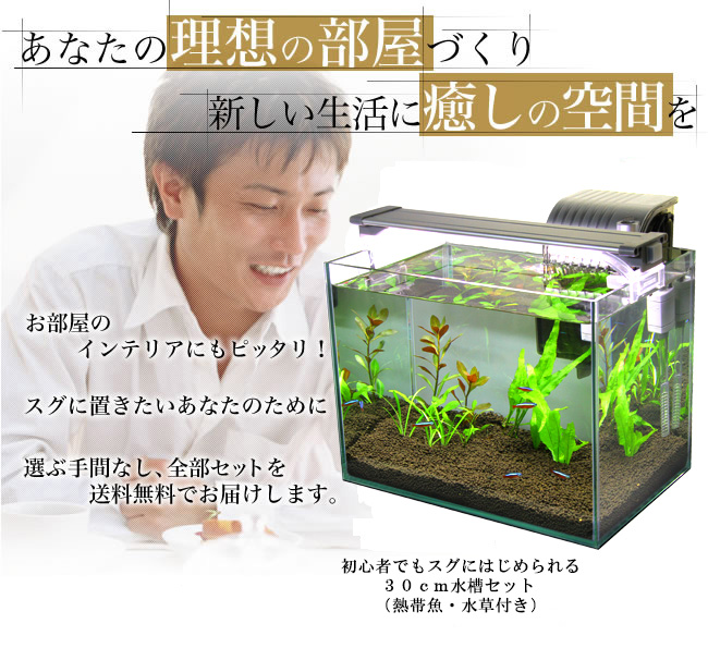 お手軽 送料無料 初心者でもスグにはじめられる30cm水槽セット 熱帯魚 水草付き