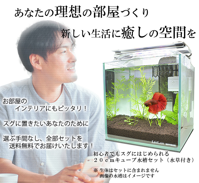 【水草付き！初心者の方も簡単】スグにはじめる熱帯魚20cmキューブ水槽セット