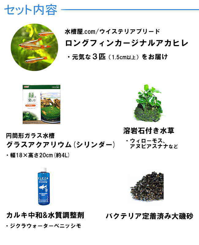 ロングフィンカージナルアカヒレ水槽セット内容