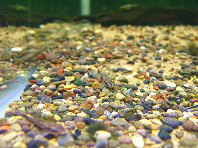 オトシンクルス ネグロ