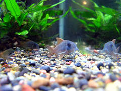 コリドラス・コンコロール