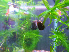 石巻貝 （イシマキガイ）