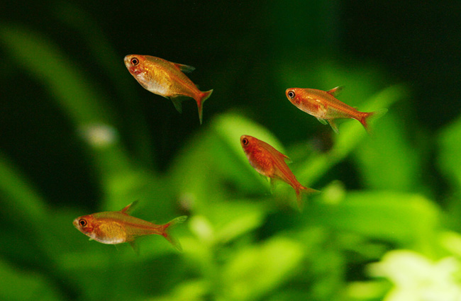 レッドテトラ