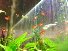 レッド・テトラ