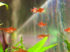 レッド・テトラ