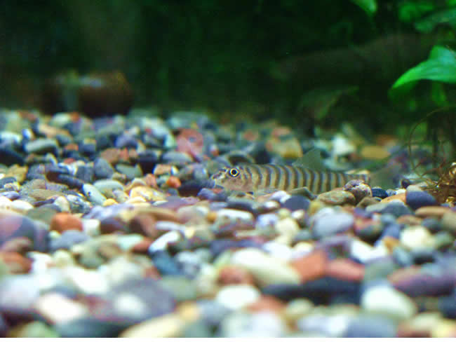 リング・ローチ