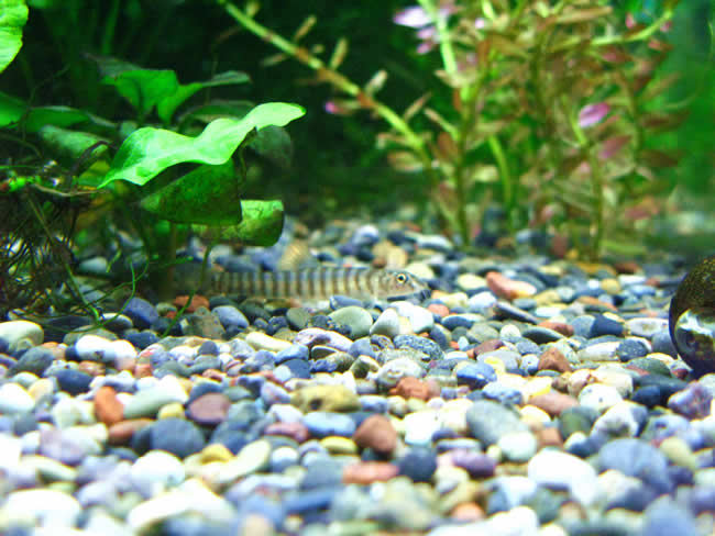 リング・ローチ