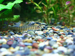 リング・ローチ