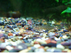 リング・ローチ