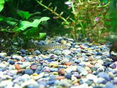 リング・ローチ