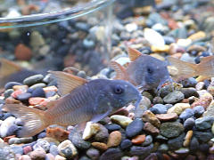 コリドラス コンコロール