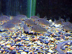 コリドラス・ステルバイ