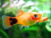 ミッキーマウス・プラティ