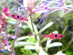 ボララス・マキュラータ