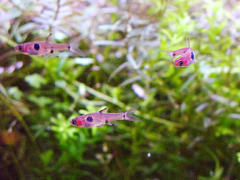 ボララス・マキュラータ