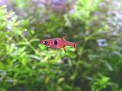 ボララス・マキュラータ