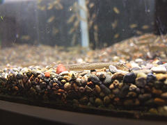 ニホンドジョウ