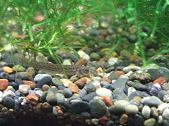 ニホンドジョウ