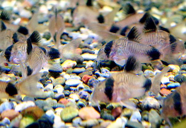 コリドラス・パンダ （Sサイズ）