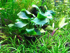 アヌビアス・ナナ （POT）