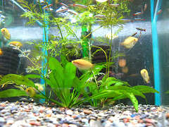 ゴールデン・ハニードワーフグラミー