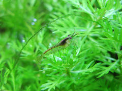 ミナミヌマエビ