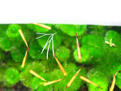 ゴールデンアカヒレ