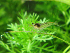 ミナミヌマエビ