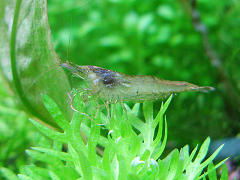 ミナミヌマエビ