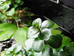 フローティング・ルドヴィジア