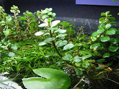 フローティング・ルドヴィジア