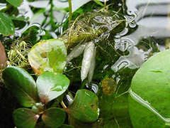 フローティング・ルドヴィジア