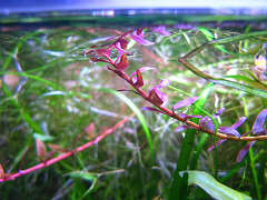 ロタラ・ロトンジフォリア（レッドタイプ）