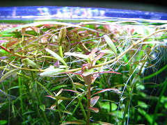 ロタラ・ロトンジフォリア（レッドタイプ）