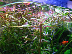 ロタラ・ロトンジフォリア（レッドタイプ）