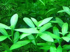 ハイグロフィラ・ポリスペルマ