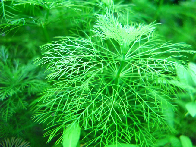 オオセイヨウキクモ