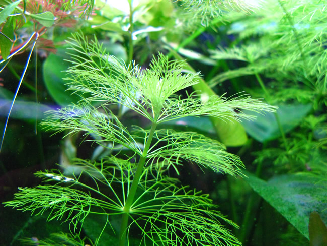 オオセイヨウキクモ