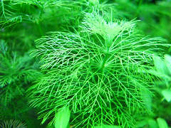 オオセイヨウキクモ